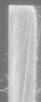 0.5 micron microbevel, top